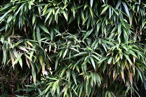 Bambu Keindahan Foto Luar Ruangan Di Alam Foto Stok - Unduh Gambar